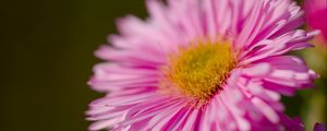 Preview wallpaper aster, petals, flower, pink, blur