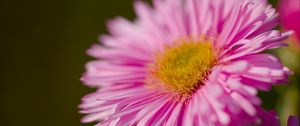 Preview wallpaper aster, petals, flower, pink, blur