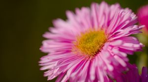 Preview wallpaper aster, petals, flower, pink, blur