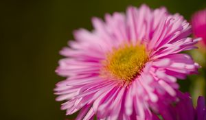 Preview wallpaper aster, petals, flower, pink, blur