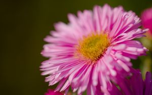 Preview wallpaper aster, petals, flower, pink, blur