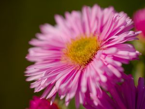 Preview wallpaper aster, petals, flower, pink, blur