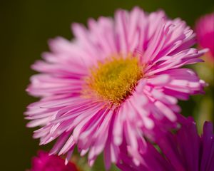 Preview wallpaper aster, petals, flower, pink, blur