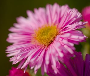 Preview wallpaper aster, petals, flower, pink, blur