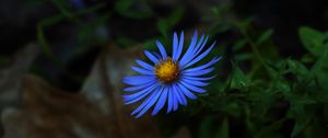 Preview wallpaper aster, petals, flower, blue, macro