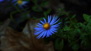 Preview wallpaper aster, petals, flower, blue, macro