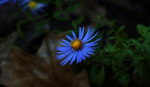 Preview wallpaper aster, petals, flower, blue, macro