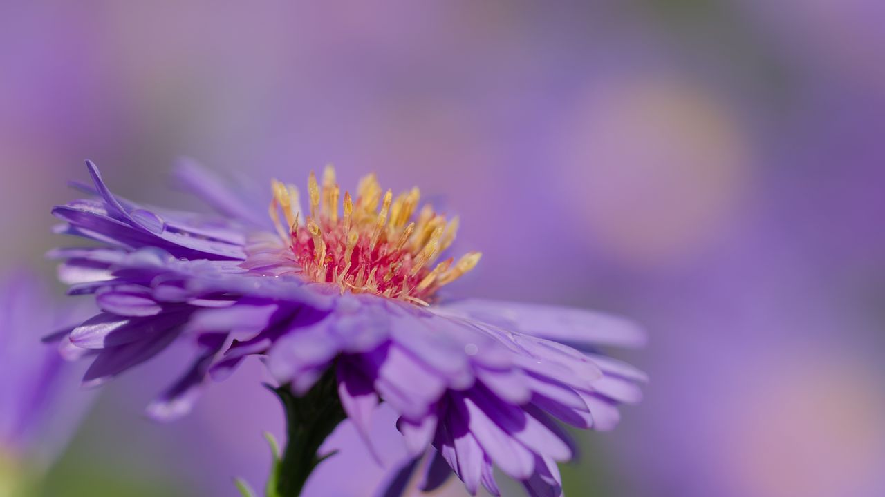 Wallpaper aster, petals, macro, purple