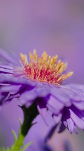 Preview wallpaper aster, petals, macro, purple