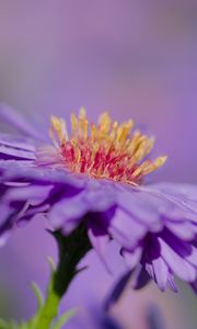 Preview wallpaper aster, petals, macro, purple