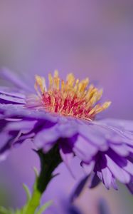 Preview wallpaper aster, petals, macro, purple