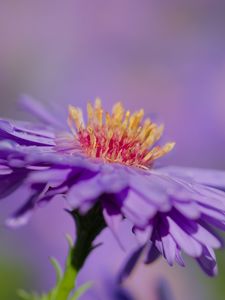 Preview wallpaper aster, petals, macro, purple