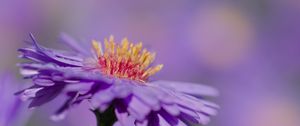 Preview wallpaper aster, petals, macro, purple