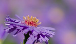 Preview wallpaper aster, petals, macro, purple