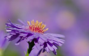 Preview wallpaper aster, petals, macro, purple