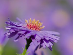 Preview wallpaper aster, petals, macro, purple