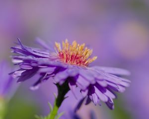 Preview wallpaper aster, petals, macro, purple