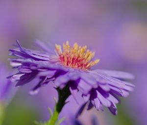 Preview wallpaper aster, petals, macro, purple