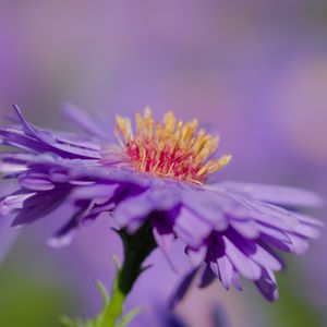 Preview wallpaper aster, petals, macro, purple