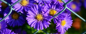 Preview wallpaper aster, violet, flowers