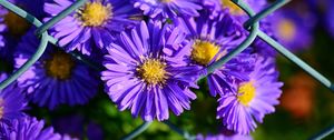 Preview wallpaper aster, violet, flowers