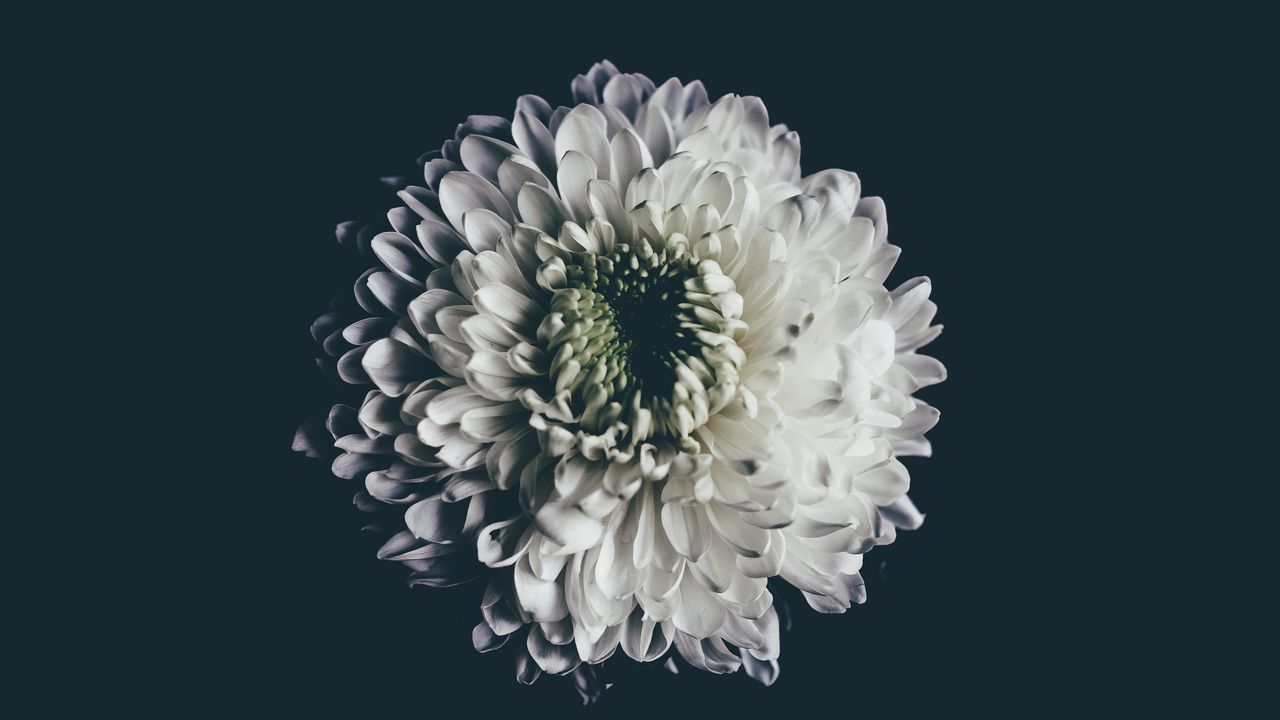 Wallpaper aster, white, flower, bud