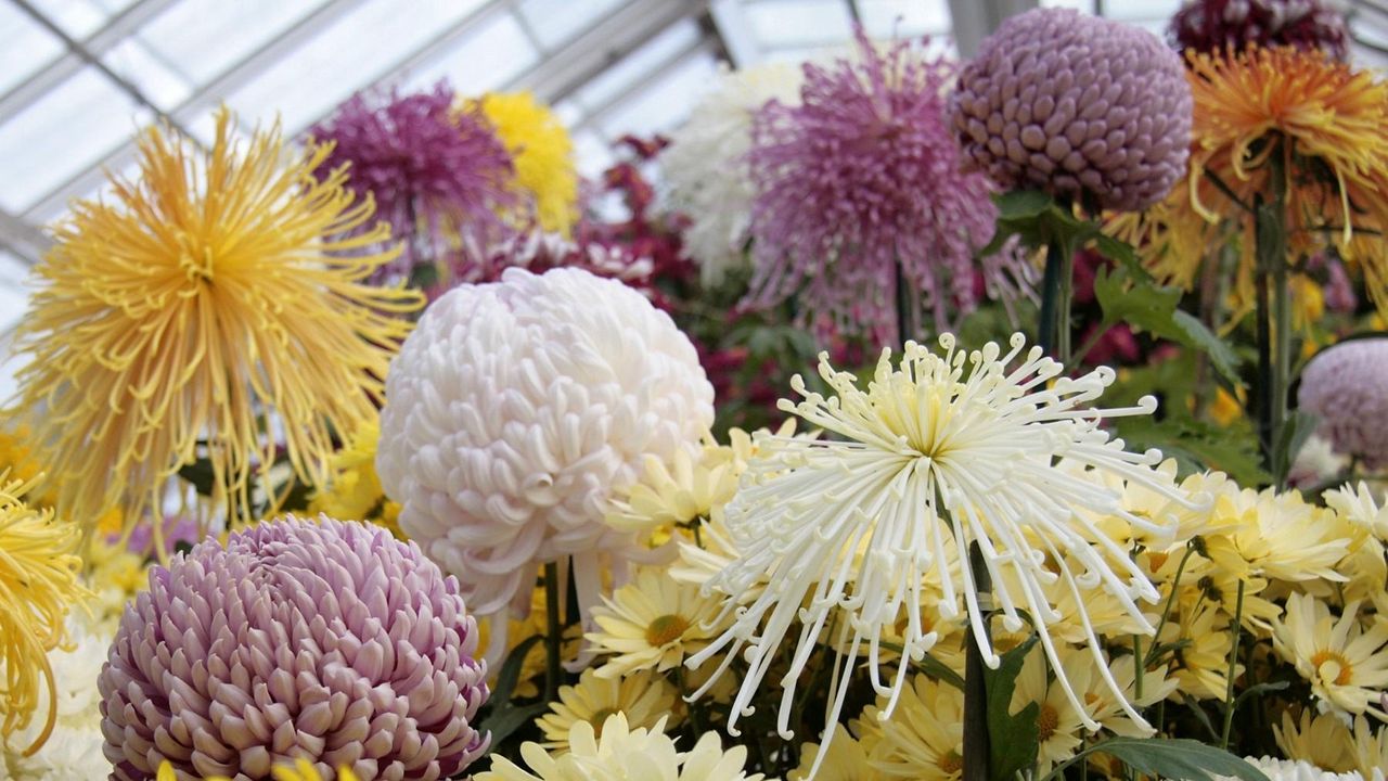 Wallpaper asters, chrysanthemums, balloons, flowers, greenhouse