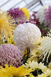 Preview wallpaper asters, chrysanthemums, balloons, flowers, greenhouse