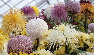 Preview wallpaper asters, chrysanthemums, balloons, flowers, greenhouse