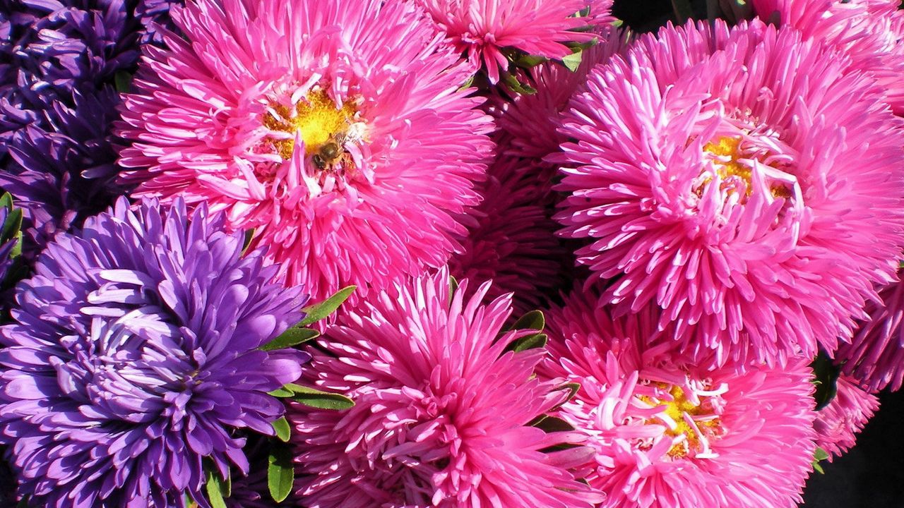 Wallpaper asters, flowers, bouquet, bright, close-up