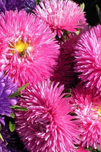 Preview wallpaper asters, flowers, bouquet, bright, close-up