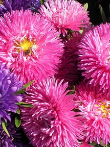 Preview wallpaper asters, flowers, bouquet, bright, close-up