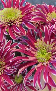 Preview wallpaper asters, flowers, bouquet, colorful, close-up