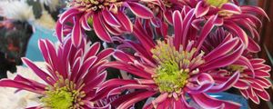 Preview wallpaper asters, flowers, bouquet, colorful, close-up