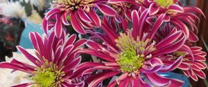 Preview wallpaper asters, flowers, bouquet, colorful, close-up