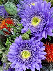 Preview wallpaper asters, flowers, bouquet, bright, close-up