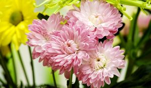 Preview wallpaper asters, flowers, bouquet, petals, close-up