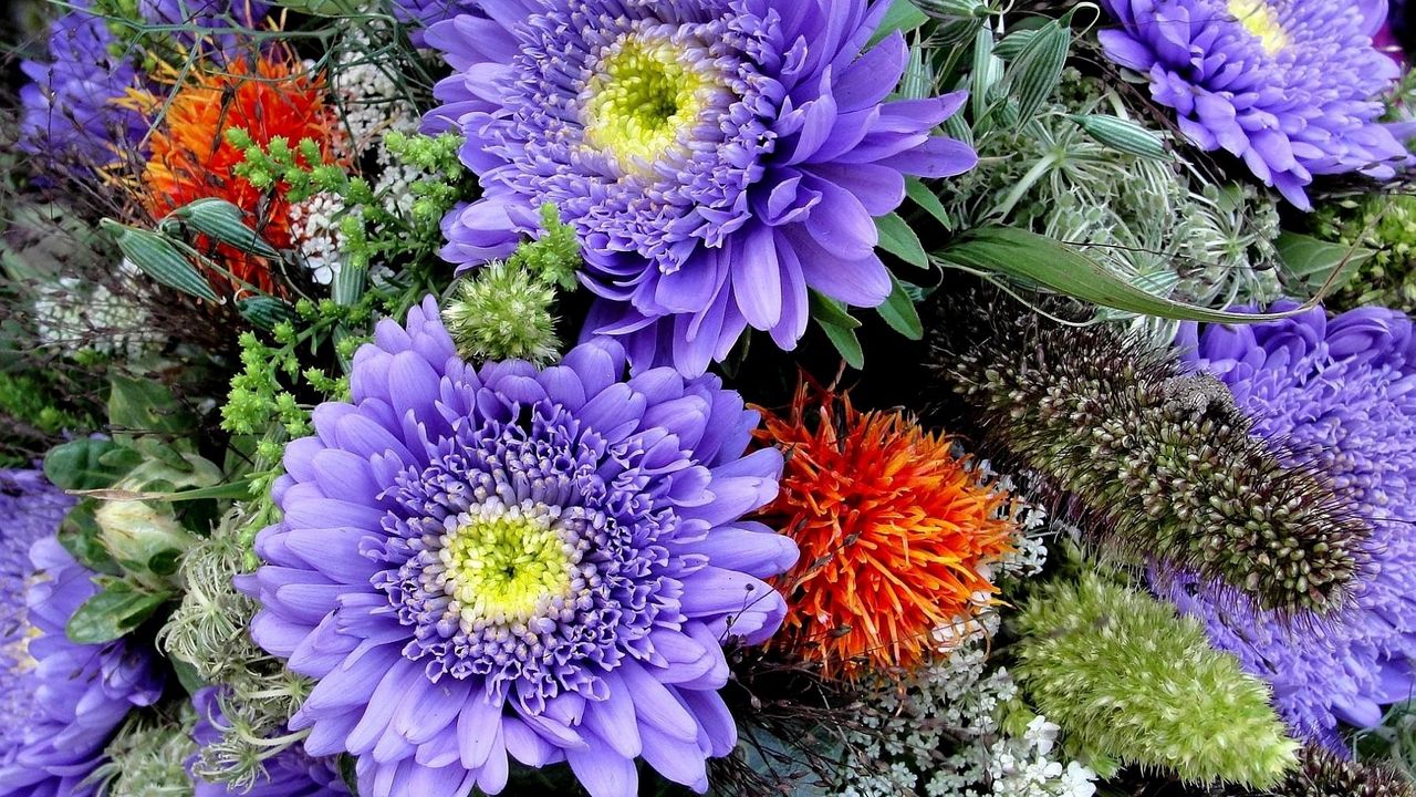 Wallpaper asters, flowers, bouquet, bright, close-up hd, picture, image