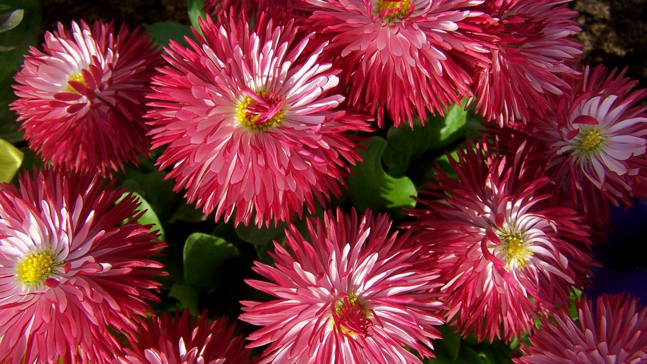 Wallpaper asters, flowers, buds, flower, close-up