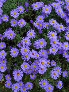Preview wallpaper asters, flowers, flower bed