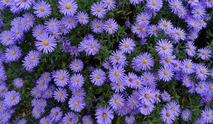 Preview wallpaper asters, flowers, flower bed