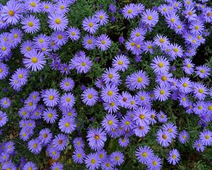 Preview wallpaper asters, flowers, flower bed