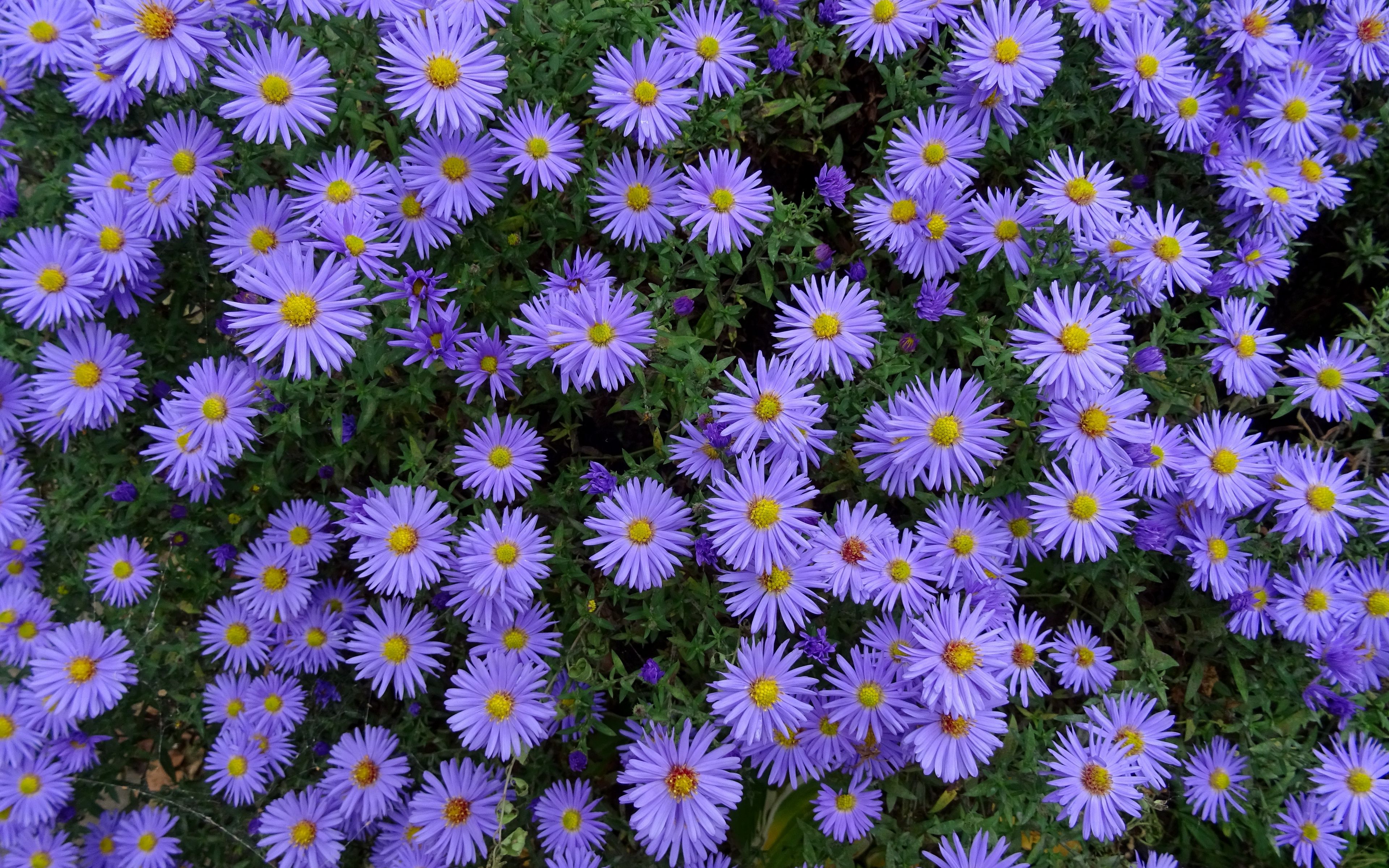 Download wallpaper 3840x2400 asters, flowers, flower bed 4k ultra hd 16