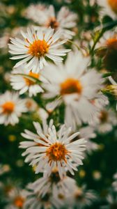 Preview wallpaper asters, flowers, petals, blur