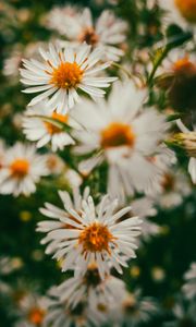 Preview wallpaper asters, flowers, petals, blur