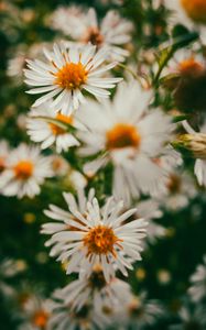 Preview wallpaper asters, flowers, petals, blur