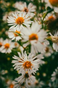 Preview wallpaper asters, flowers, petals, blur