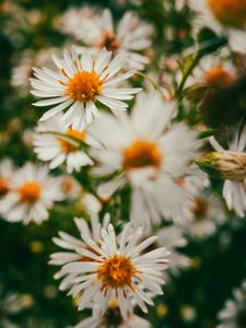 Preview wallpaper asters, flowers, petals, blur