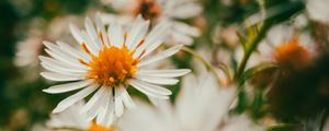 Preview wallpaper asters, flowers, petals, blur