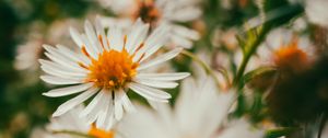 Preview wallpaper asters, flowers, petals, blur